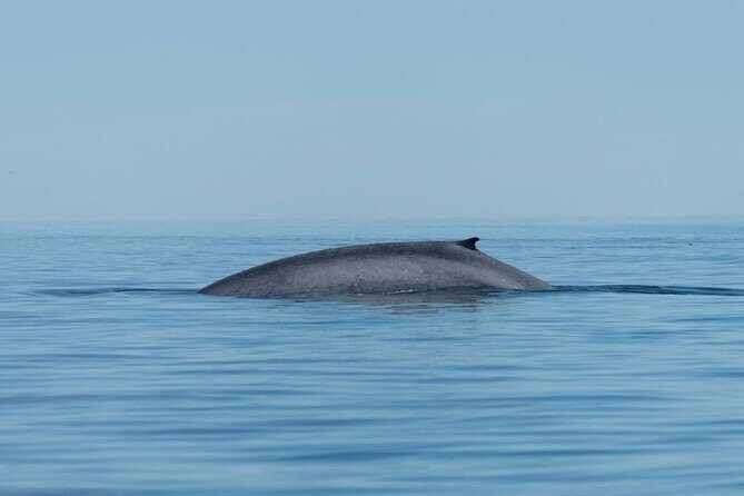 Whale Watching Adventure in Loretos Sea of Cortez - Final Thoughts