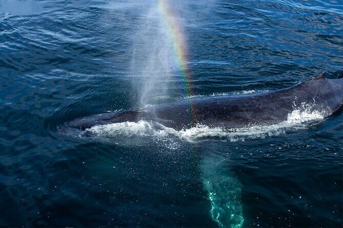 Whale Watching Adventure In Puerto Vallarta - FAQs