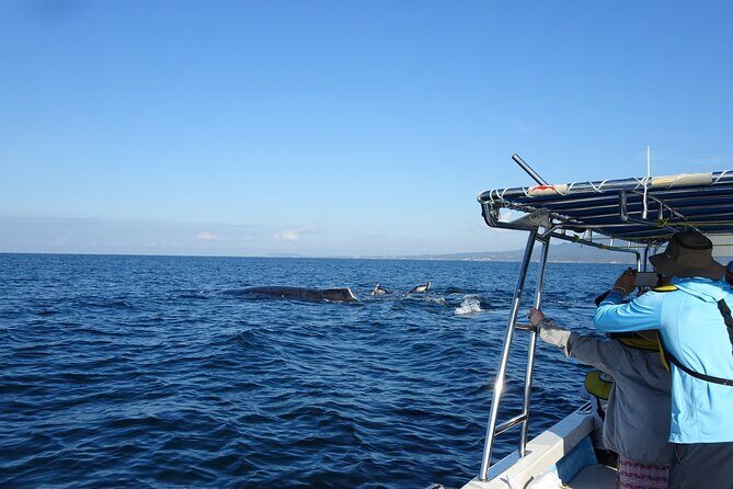 Whale Watching Adventure - leaded by marine biologist. - The Itinerary in Detail