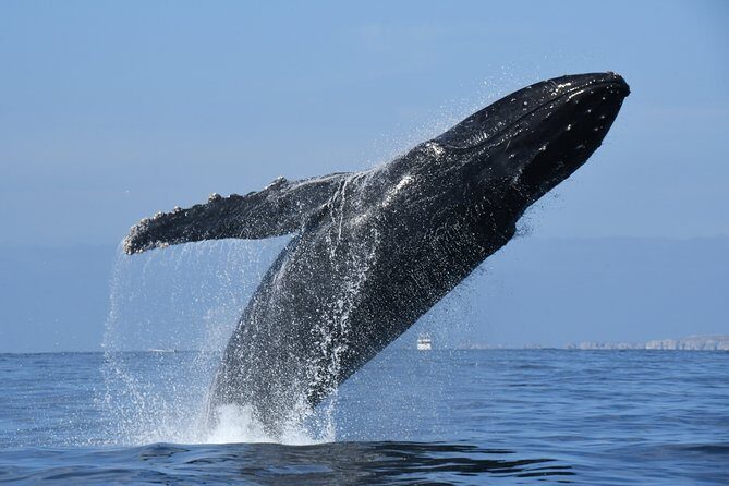Whale Watching Adventure - leaded by marine biologist. - Final Thoughts: The Value of a Whale Watching Tour in Puerto Vallarta