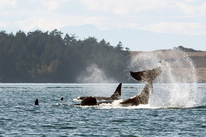 Whale Watching Adventure Vancouver - Key Points