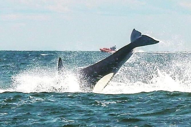 Whale Watching Adventure Vancouver - What We Loved About the Experience