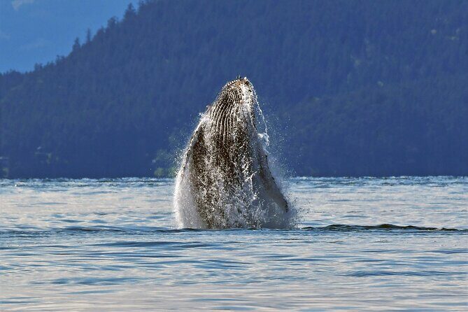 Whale Watching Adventure Vancouver - Practical Tips for Your Trip