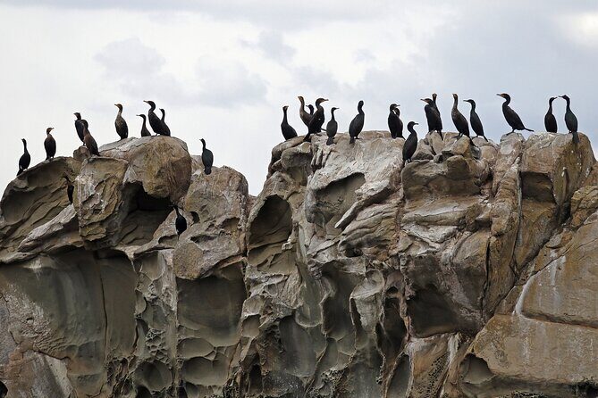 Whale Watching Adventure Vancouver - FAQs About the Whale Watching Tour