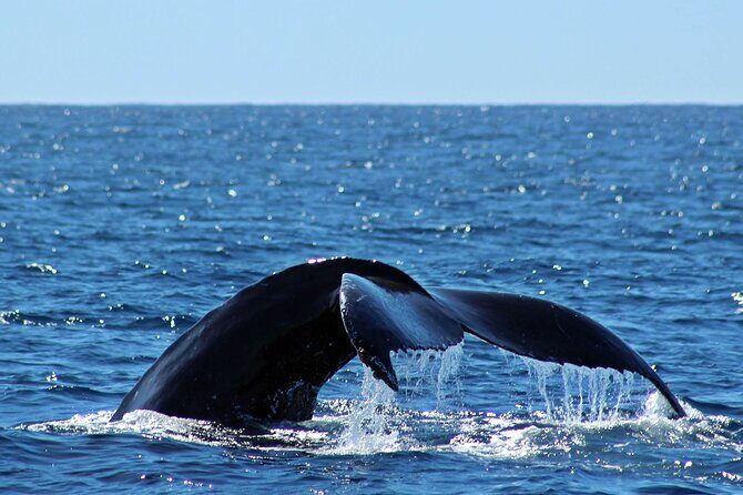 Whale Watching Amazing Adventure - The Experience: Pros and Cons