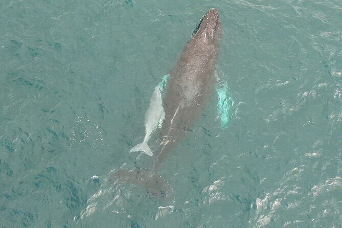 Whale Watching and Drone Photoshoot Experience - Key Points