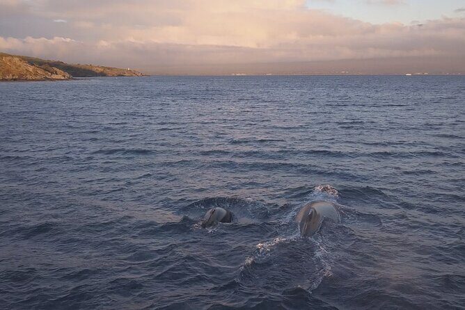 Whale Watching and Drone Photoshoot Experience - The Experience in Detail