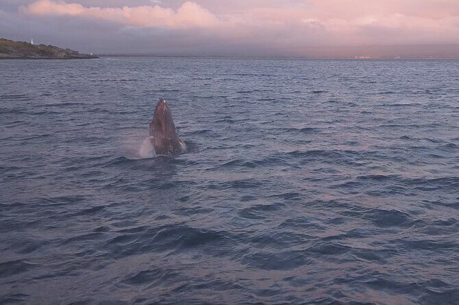 Whale Watching and Drone Photoshoot Experience - FAQs