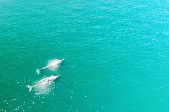 Whale Watching and Fishing Combination Excursions - Unveiling the Whale Watching and Fishing Combo in Dana Point
