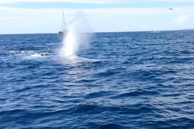 Whale Watching and Fishing Combination Excursions - Key Points