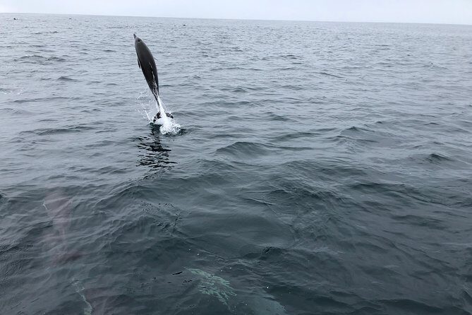 Whale Watching and Fishing Combination Excursions - Who Is This Tour Best For?