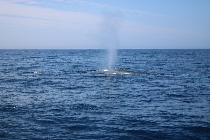 Whale Watching and Jeep Tour - FAQ