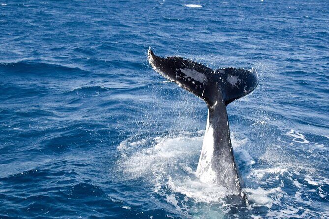 Whale Watching and Wildlife Cruise Townsville and Magnetic Island - An Authentic Ocean Adventure Worth the Price