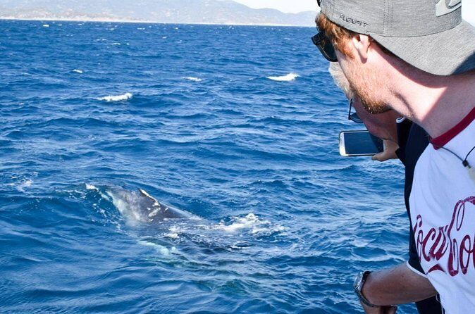 Whale Watching and Wildlife Cruise Townsville and Magnetic Island - Why This Tour Offers Great Value