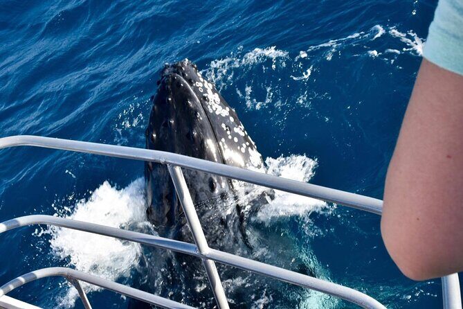 Whale Watching and Wildlife Cruise Townsville and Magnetic Island - The Bottom Line