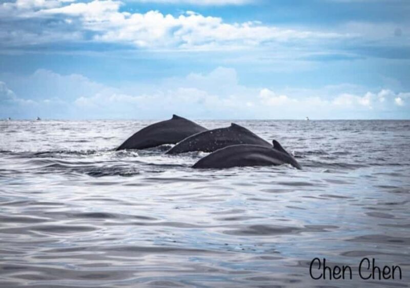 Whale Watching At The Sea of Cortez - An In-Depth Look at the Whale Watching Tour