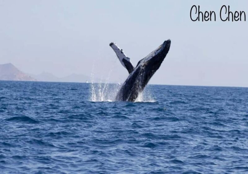 Whale Watching At The Sea of Cortez - Who Should Consider This Tour?