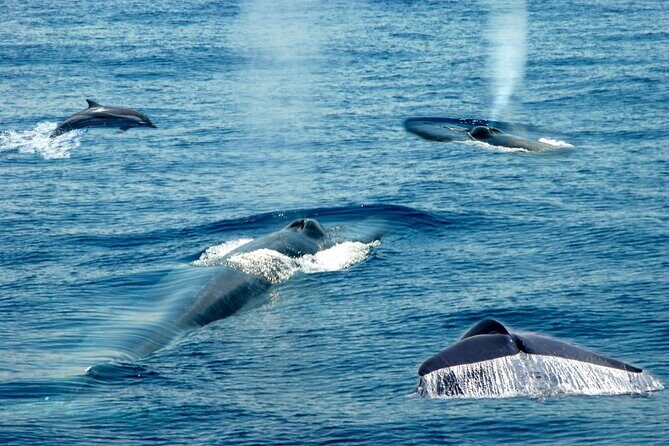 Whale Watching Boat Tour from Ahungalla - An Overview of the Whale Watching Experience