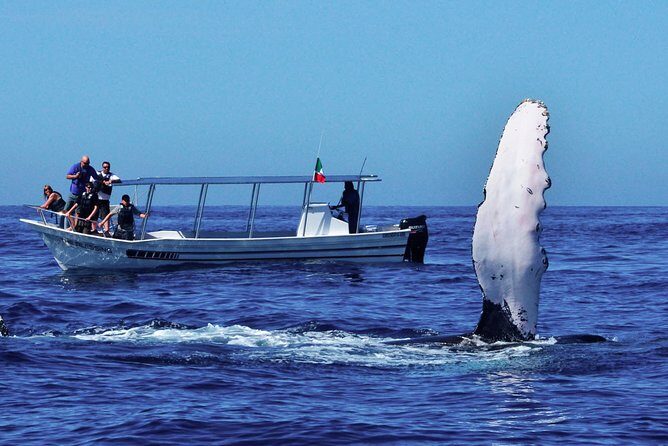 Whale Watching Boat Tour from Ahungalla - What Reviewers Say (Based on Actual Feedback)