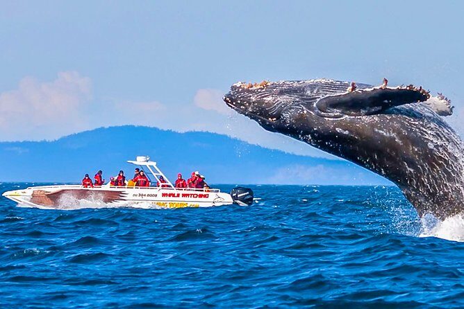 Whale Watching Boat Tour from Ahungalla - The Practical Details