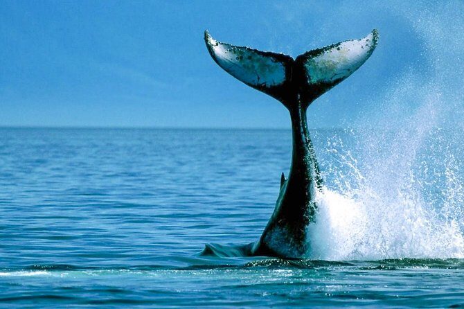 Whale Watching Boat Tour from Balapitiya - Who Will Love This Tour?