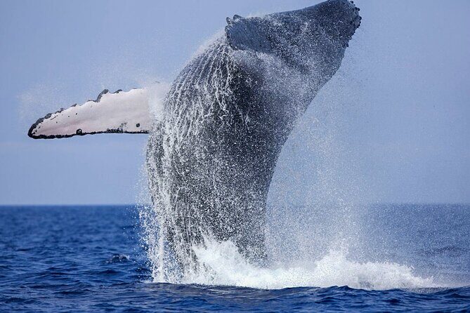 Whale Watching Boat Tour from Galle - Key Points