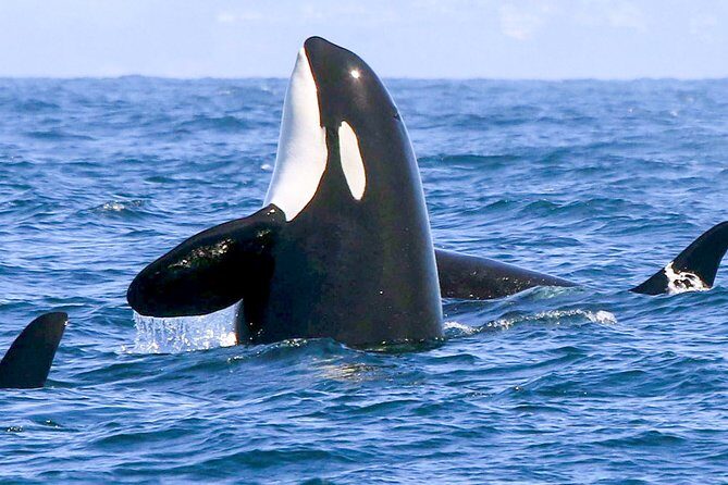 Whale Watching Boat Tour from Galle - Final Thoughts