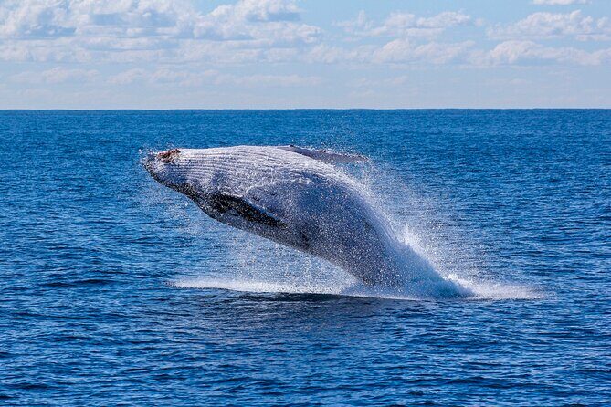 Whale Watching Boat Tour from Galle - FAQ