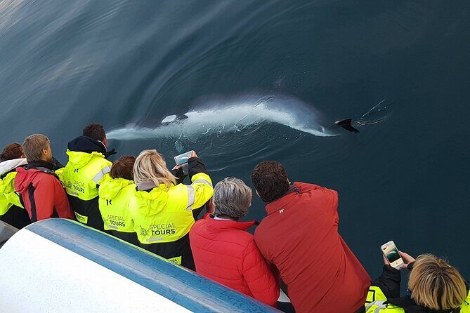 Whale-Watching Boat Tour with Expert Guide from Reykjavik - FAQ