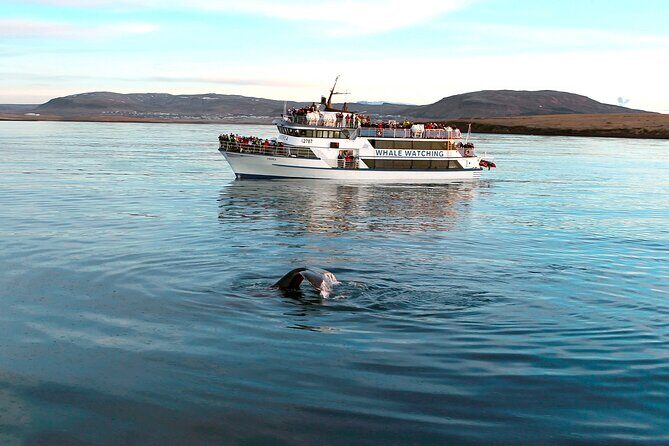 Whale-Watching Boat Tour with Expert Guide from Reykjavik - Final Thoughts