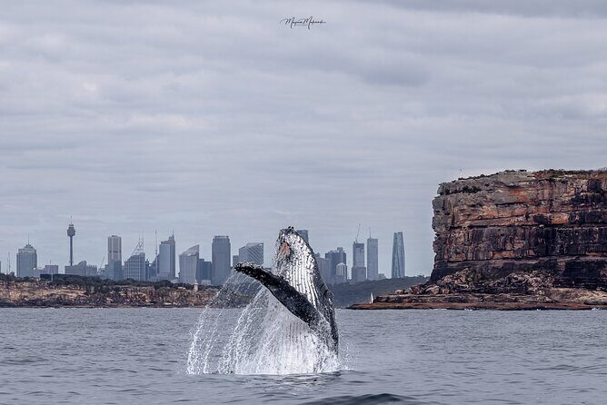 Whale Watching Boat Trip in Sydney - Exploring the Whale Watching Boat Trip in Sydney