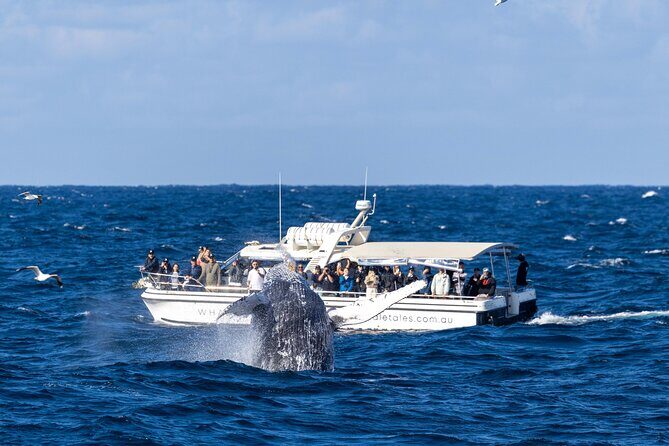 Whale Watching Boat Trip in Sydney - Analyzing the Experience: Value and Expectations