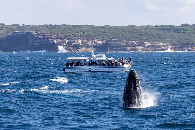 Whale Watching Boat Trip in Sydney - Practical Tips for a Smooth Trip