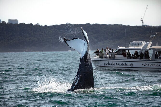 Whale Watching Boat Trip in Sydney - The Sum Up