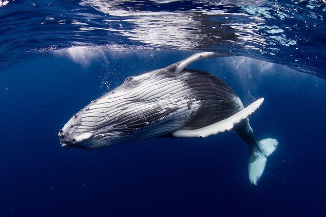 Whale Watching Bora Bora - Who Should Consider This Tour?