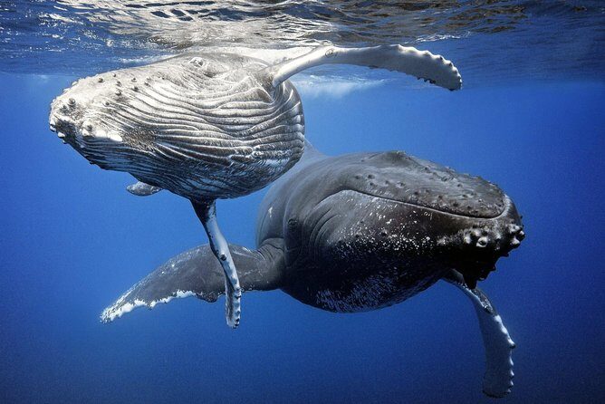 Whale Watching Bora Bora - The Experience in Detail