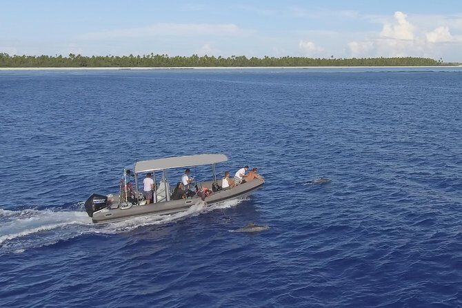Whale Watching Bora Bora - The Itinerary Breakdown