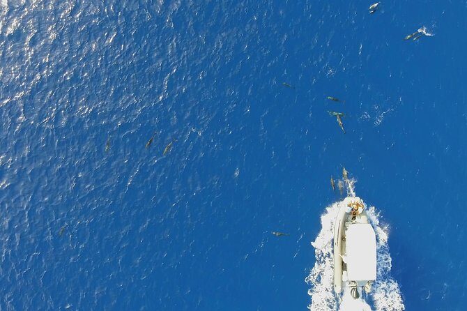 Whale Watching Bora Bora - Frequently Asked Questions