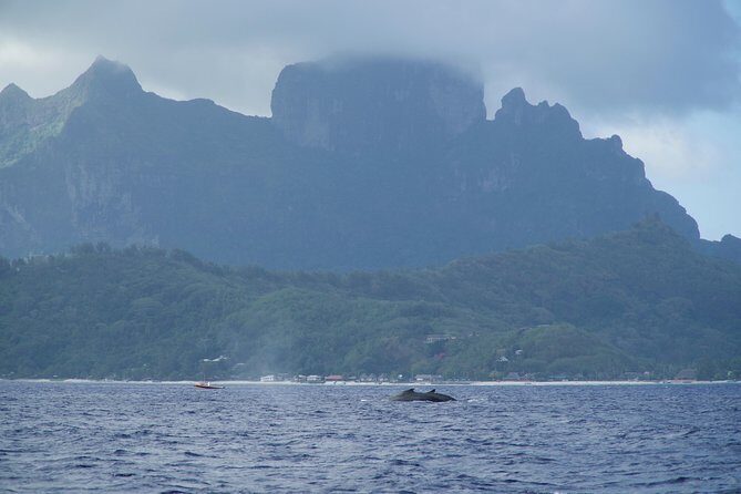 Whale Watching Bora Bora - Final Thoughts