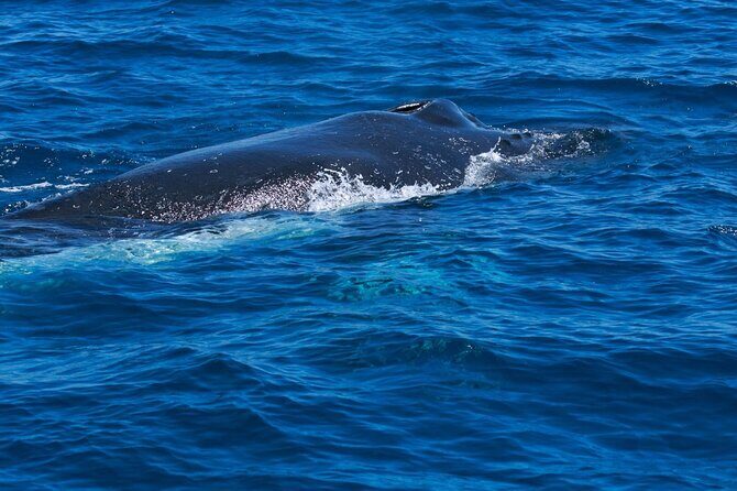 Whale Watching Busselton - An In-Depth Look at the Experience