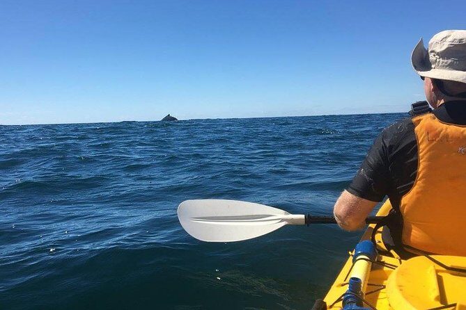 Whale Watching by Sea Kayak in Batemans Bay - An In-Depth Look at the Experience