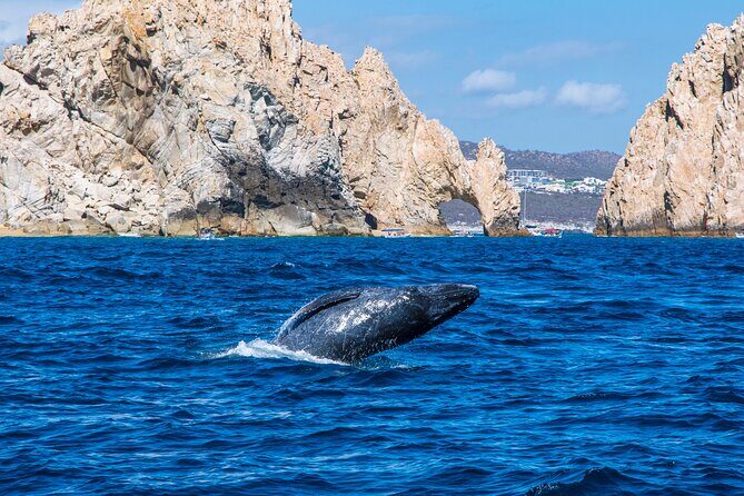 Whale Watching by Zodiac in Cabo San Lucas with Photos Included - An Introduction to the Whale Watching Experience in Cabo San Lucas