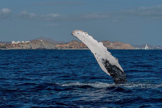 Whale Watching by Zodiac in Cabo San Lucas with Photos Included - The Experience: Authentic Encounters and Photo Opportunities