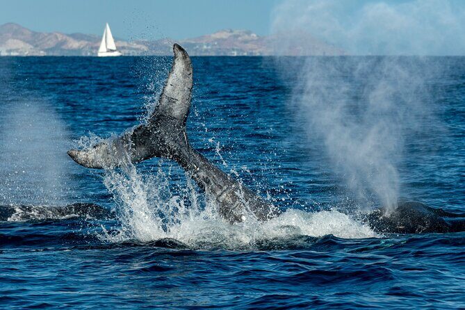 Whale Watching by Zodiac in Cabo San Lucas with Photos Included - The Reviews: What Do Travelers Say?