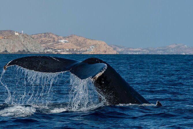 Whale Watching by Zodiac in Cabo San Lucas with Photos Included - Practical Tips for Your Trip