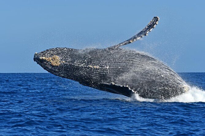 Whale Watching by Zodiac in Cabo San Lucas with Photos Included - The Sum Up: Who Will Enjoy This Tour Most?