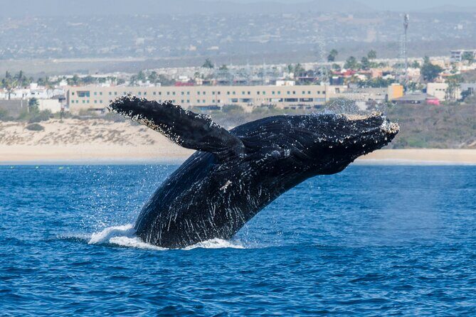 Whale Watching by Zodiac in Cabo San Lucas with Photos Included - Frequently Asked Questions