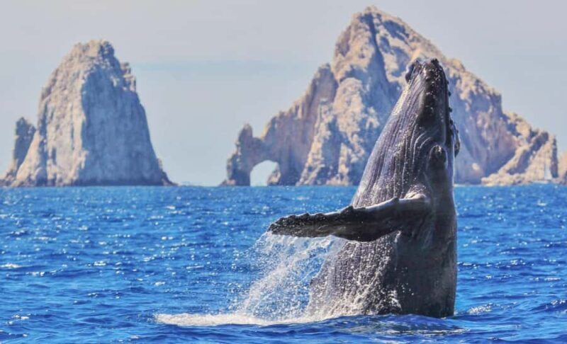 Whale Watching, Cabo San Lucas Arch, and a Trip to Playa del Amor - Real Traveler Perspectives