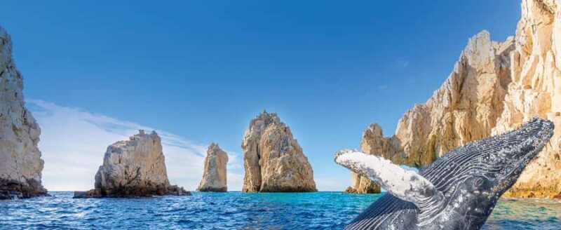 Whale Watching, Cabo San Lucas Arch, and a Trip to Playa del Amor - FAQ: Practical Questions Answered