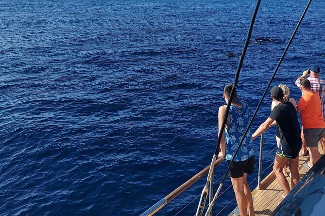 Whale Watching Catamaran in Costa Adeje (Including drinks & Sandwich) - The Full Experience: What It’s Like on the Water